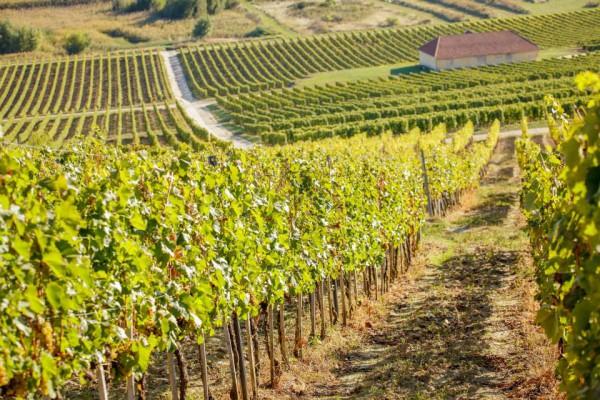 Government declares Tokaj, Balaton, Budapest and Sopron priority tourism areas   